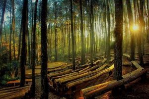 tips berwisata ke yogyakarta